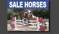 Sale Horses